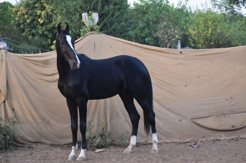 Marwadi horse — photo 3