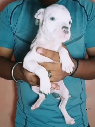 American Bully