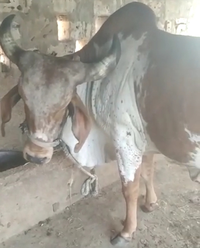 Gir Cow — Cow for sale in Kitiyana, Porbandar, India