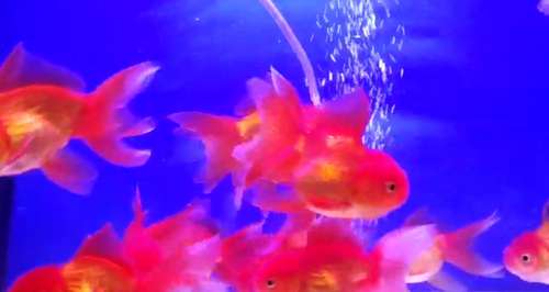 Lion Head Gold Fish