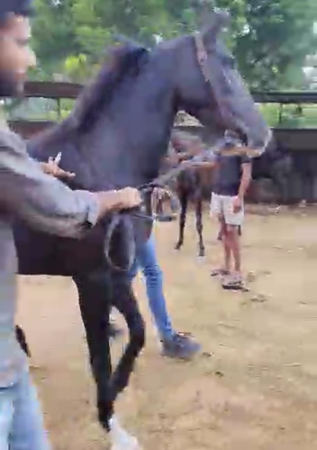 Marwari Mare — photo 3