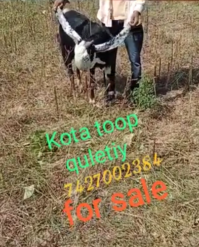 Kota Goat  — photo 3