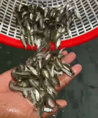 Desi Fish — photo 2