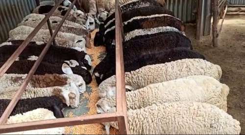 Sheep (bhed) — photo 3