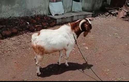 African Bore Goat — photo 4