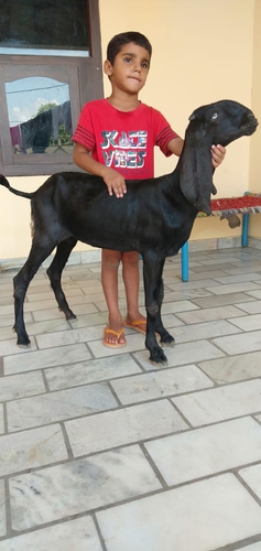 Beetal Goat — photo 4