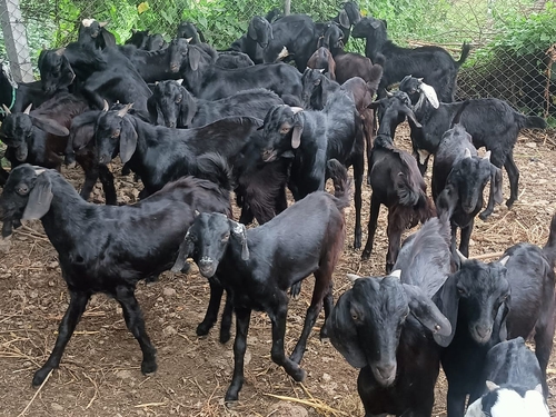 Osmanabadi Goat  — photo 4