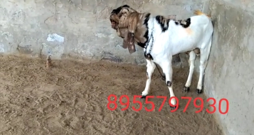 Sojat Goat — photo 2