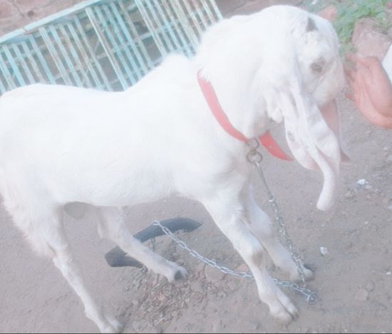 Hyderabadi Goat