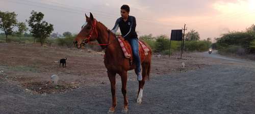 Thoroughbred Horse — photo 3