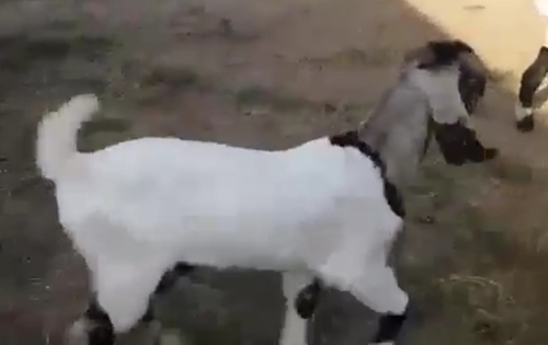 Totapuri Goat