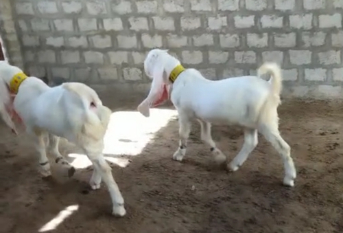 Haydrabadi Goats — photo 3