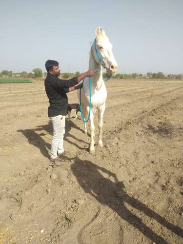Punjabi and Marwadi Mix — photo 5