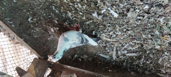 Pigeon — photo 4