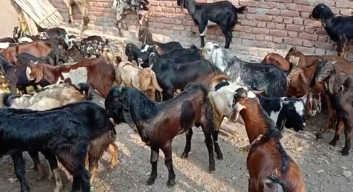 Sojat Goat — photo 2
