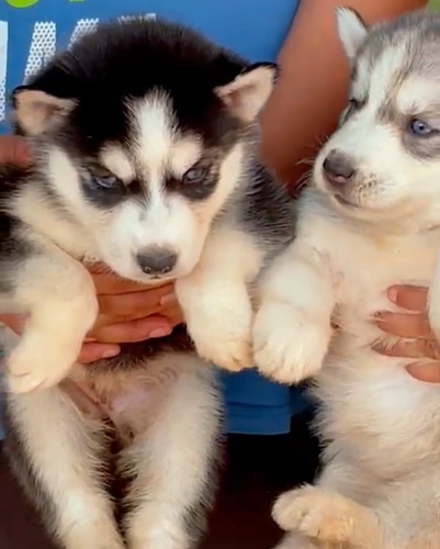 Husky blue Puppy — photo 4