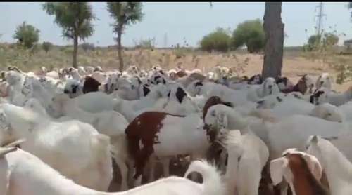 Sojat Goat — photo 2