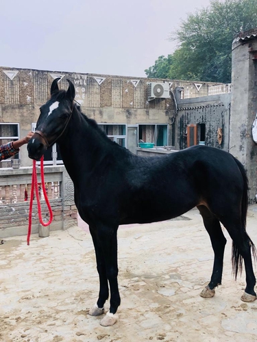 Marwari Horse