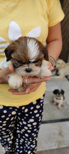 Shitzu Puppy — photo 6