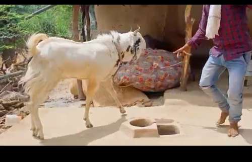 Kota goat — photo 4
