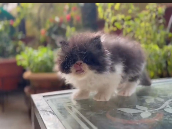 Parsian kitten Male — photo 2