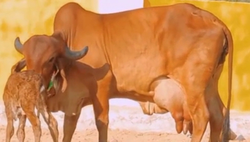 Buffalo — Buffalo, Satna, India
