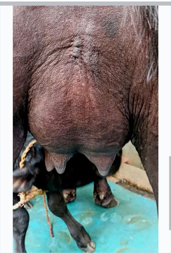 First time ki 4 dant murrah Buffalo — photo 3