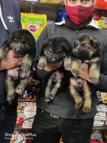 German shepherd