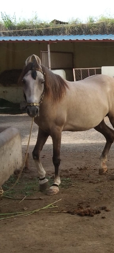 Kathiyawadi Horse — photo 2