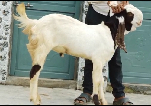 Totapuri Bakra — photo 2