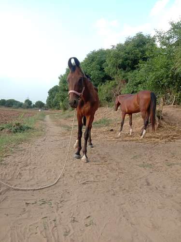 Marwadi Horse 🐎  — photo 3