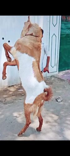 Bakra hai khassi nhi hai
