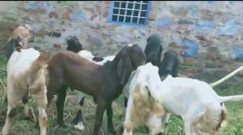 Totapuri Goat