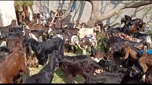 Cutting Goat — photo 3