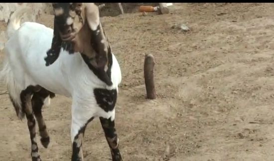 Goat — photo 2