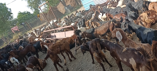 MP GOAT FARM AJMER RAJASTHAN CONTACT 6375303945 — photo 6