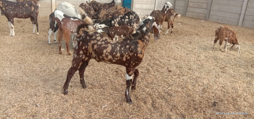 Sirohi Goat — photo 5
