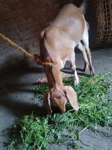 Desi Goat