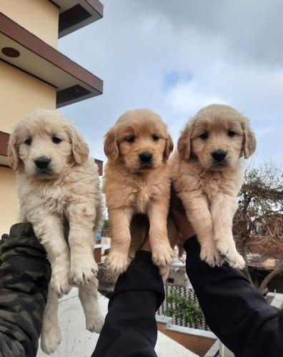Golden Retriever