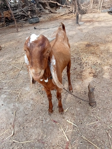 Sirohi Goat — photo 2