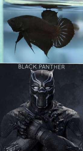 Black Panther Fish