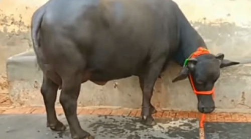 Buffalo — Murrah buffalo, Uttar Pradesh, India
