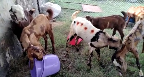 Sirohi Goat — photo 4