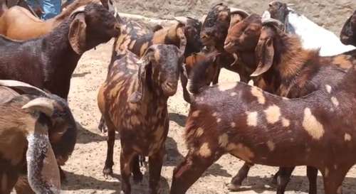 Sirohi Goat — photo 3