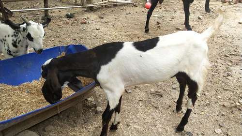 Unique Totapuri Goat white Eyes — photo 4