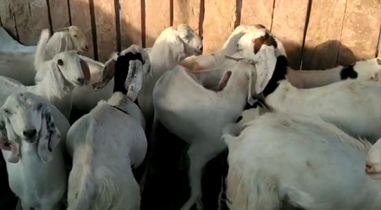 Sojat Goat — photo 5