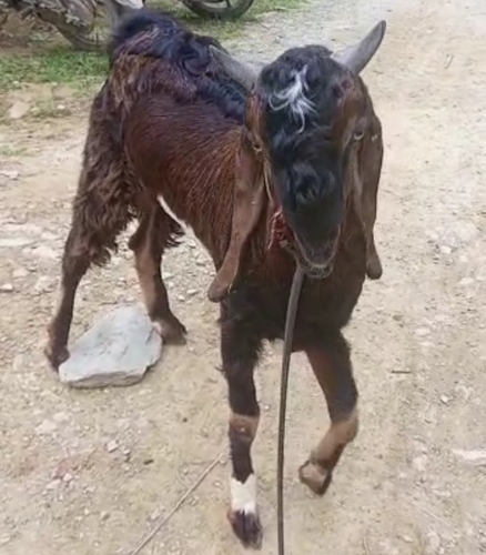 Goat — photo 4