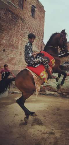 Desi Marwadi Horse — photo 2