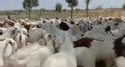 Sojat Goat