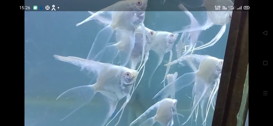 Angel fish  — Fish for sale in Kerala, Thrissur, India